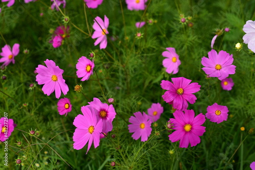 Colorful flowers and morning sunshine 