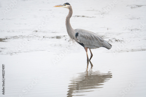 tall slender bird with stilt legs and sharp pointy beak wades along a shallow coastal mud flat blue heron with gray feather plumage and markings