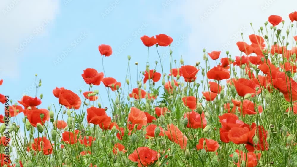 Red Poppy Flowers in wild nature on blue sky background, close-up. Beautiful wildflowers on green field in full bloom against sunlight. Wind sways poppies. Concept of Memorial Day, beauty nature, slow Red Poppy Flowers in wild nature on blue sky background, close-up. Beautiful wildflowers on green field in full bloom against sunlight. Wind sways poppies. Concept of Memorial Day, beauty nature, slow
