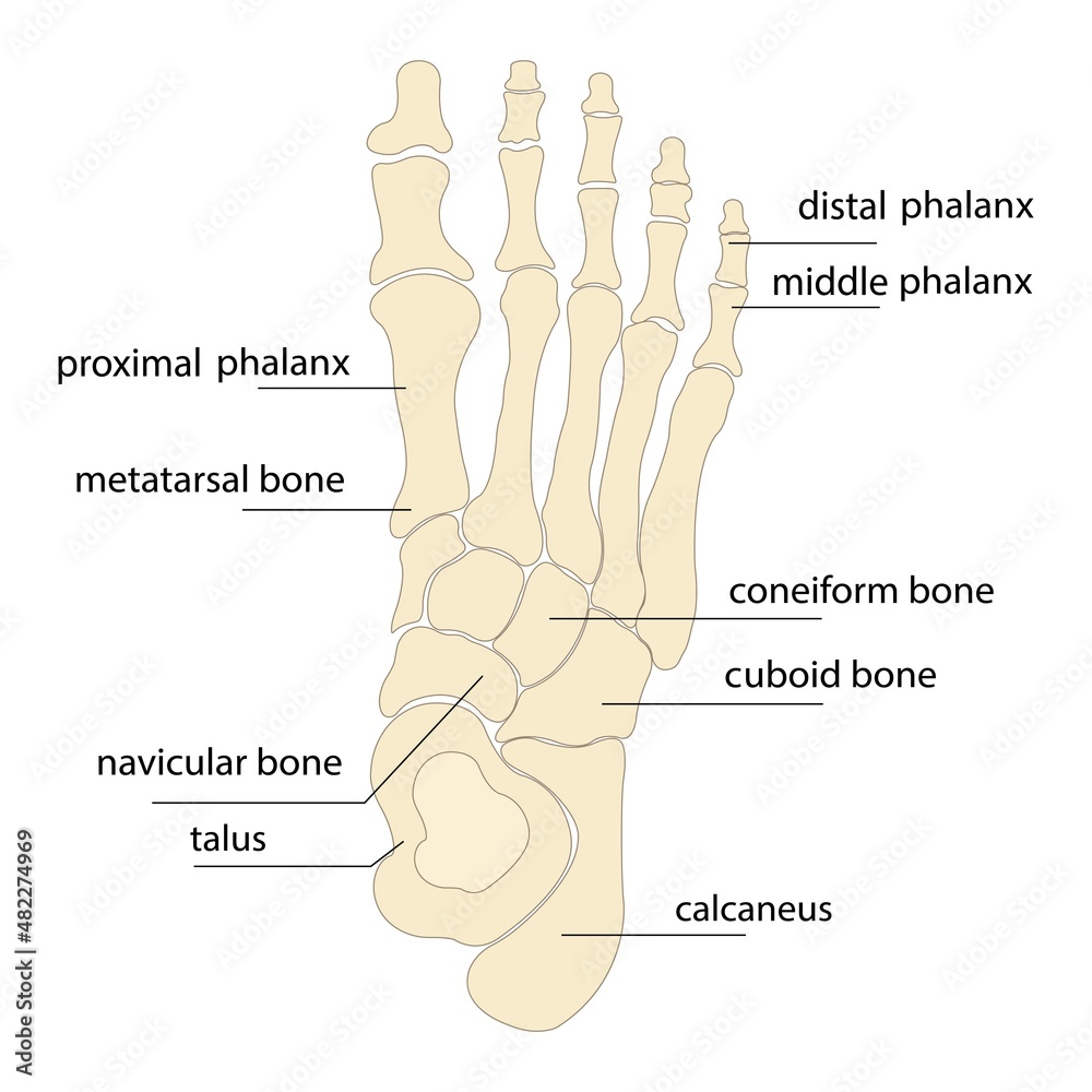 Human foot bones anatomy sketch Vector orthopedic medicine. Skeleton of ...