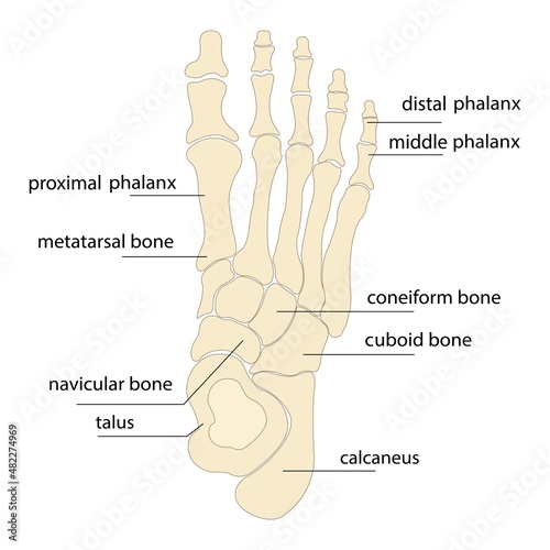 Human foot bones anatomy sketch Vector orthopedic medicine. Skeleton of the phalanges of the ankles and toes, cuboid, metatarsal, navicular and sphenoid bones