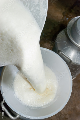 pouring fresh milk from the bucket into the pitcher