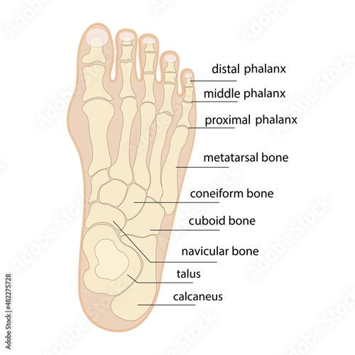 Human foot bones anatomy sketch Vector orthopedic medicine. Skeleton of the phalanges of the ankles and toes, cuboid, metatarsal, navicular and sphenoid bones