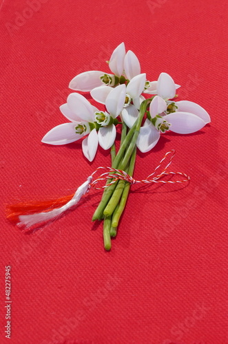 Bouquet of delicate fresh snowdrops tied with a braided white and red string. There is a custom on 1st of March in Romania to give to women a trinket or a gift with such a string, symbolizing the begi photo
