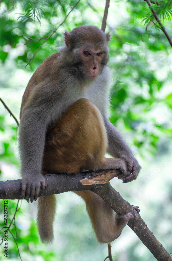 Monkey in the tree Monkey in the tree