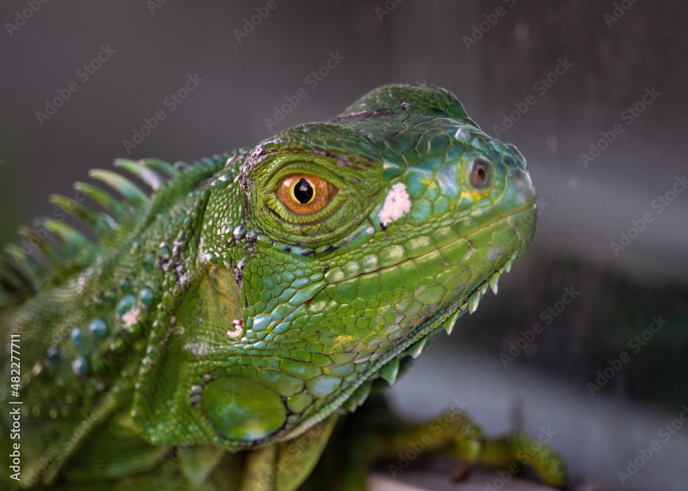 Fototapeta premium Green Iguana - South Florida Wildlife Collection