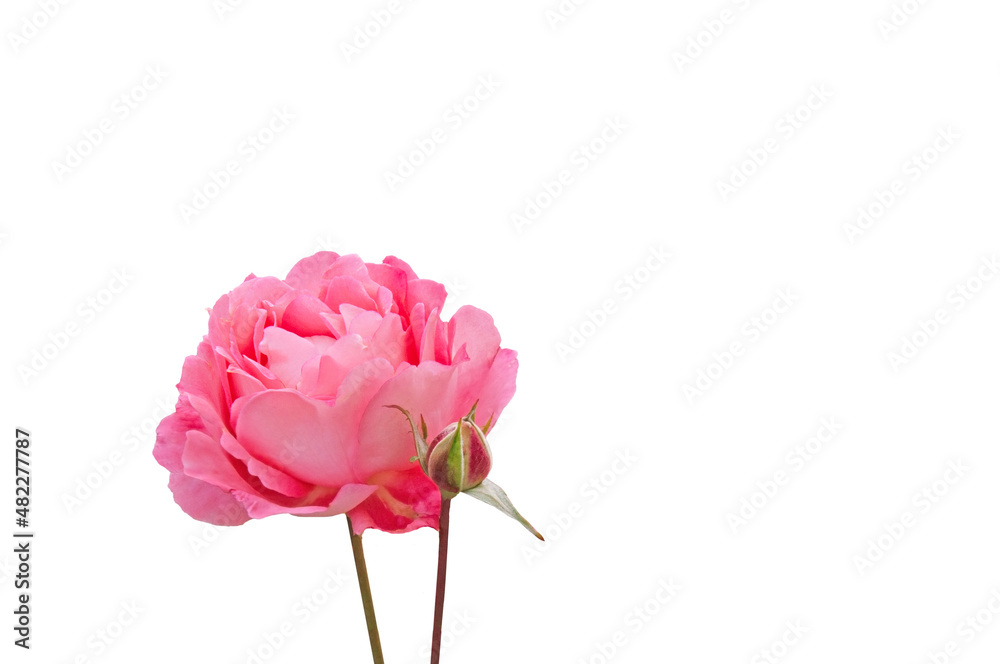 Pink bright beautiful colorful rose with a bud close-up on a white isolated background Pink bright beautiful colorful rose with a bud close-up on a white isolated background