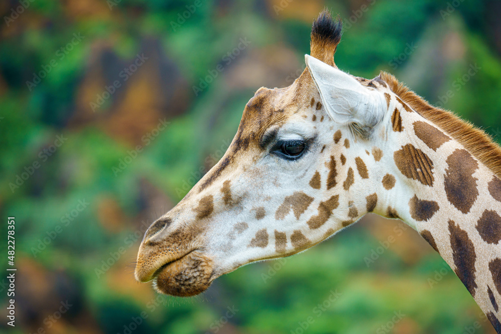 Adult giraffe in its natural environment with green background Adult giraffe in its natural environment with green background