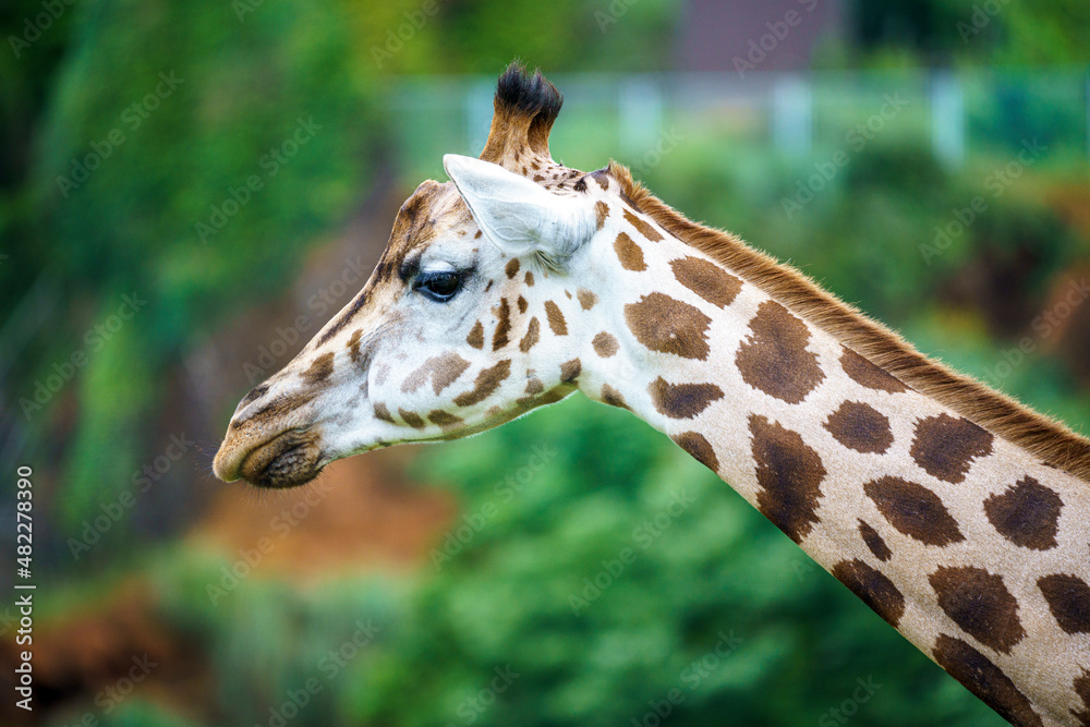 Obraz premium Adult giraffe in its natural environment with green background