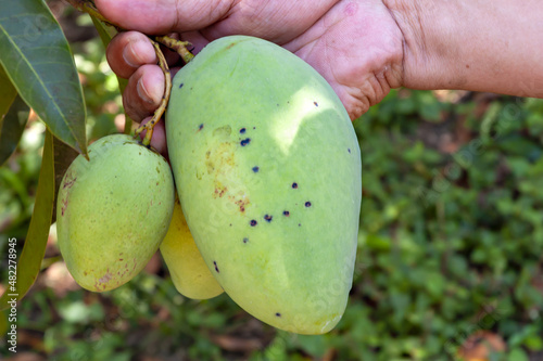 Mango anthracnose (Glomerella cingulata) on fruit in the Philippines photo
