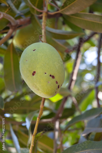 Mango anthracnose (Glomerella cingulata) on fruit in the Philippines photo