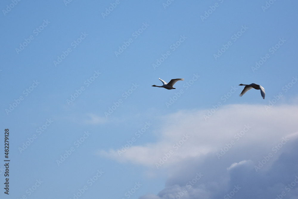 冬の青空を飛ぶ二羽の白鳥