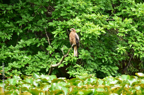 小枝に止まる夏のトビ