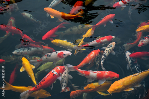 Koi raised in a pond