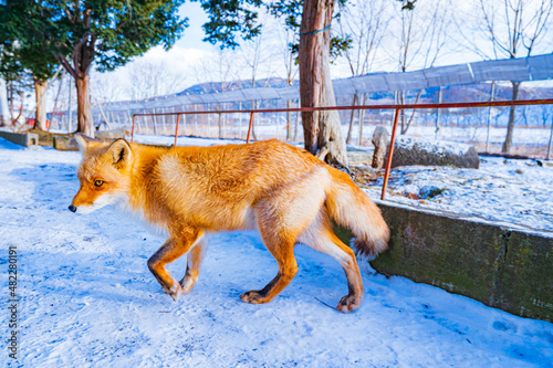 北狐と雪景色 © YUTO PHOTOGRAPHER