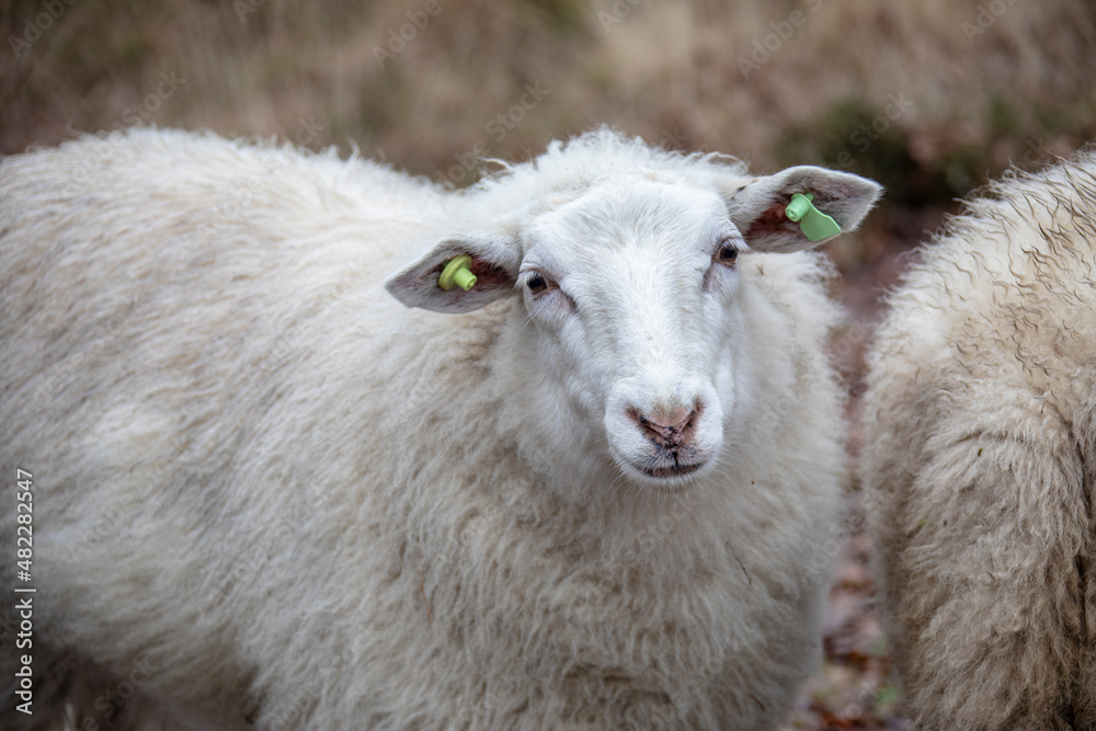 Obraz premium Sustainable livestock concept. Sheep on a green field. Domestic furry and fluffy cute animal. Eco farmland, countryside, pasture. Close up portrait picture with copy space