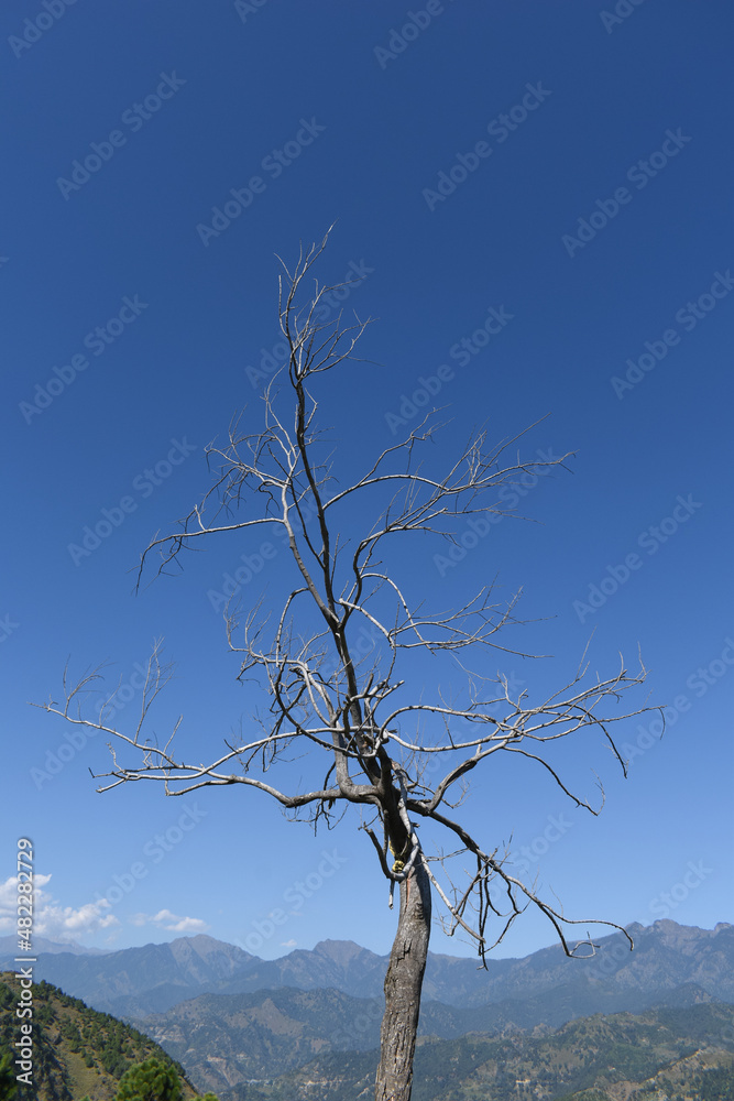 Obraz premium Single tree without any leaf under blue sky