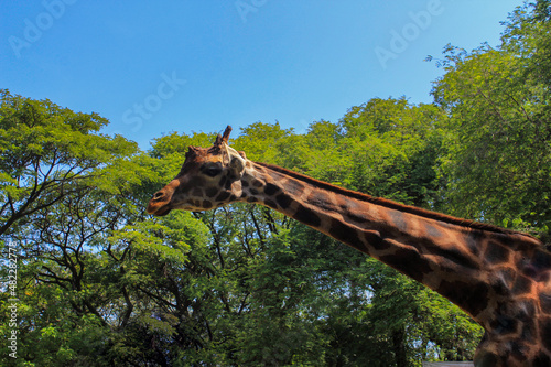 Photography A giraffes looking for food in the forest