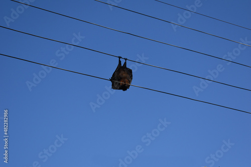 Photo of bat electrocuted and hanging dead in wires
