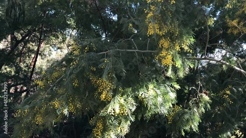 Yellow blooming mimosa on the blue Mediterranean Sea background