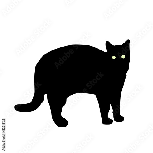 black cat with bright eyes silhouette