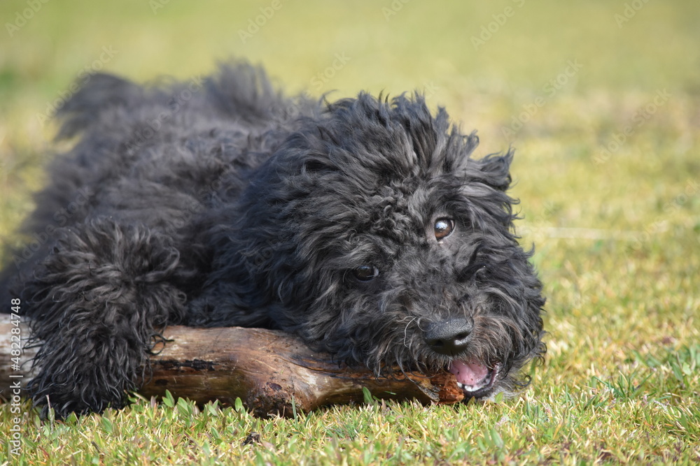 Border collie poodle puppy with a stick Border collie poodle puppy with a stick