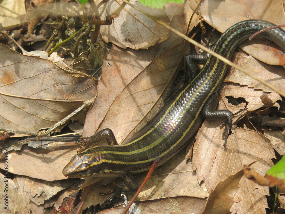 Naklejka premium lizard in the leaves