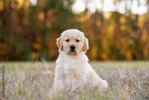 Golden retriever puppy sitting in a dry field at sunset with golden trees in the background. Portrait of a cute puppy in a field. Dog outdoors. 