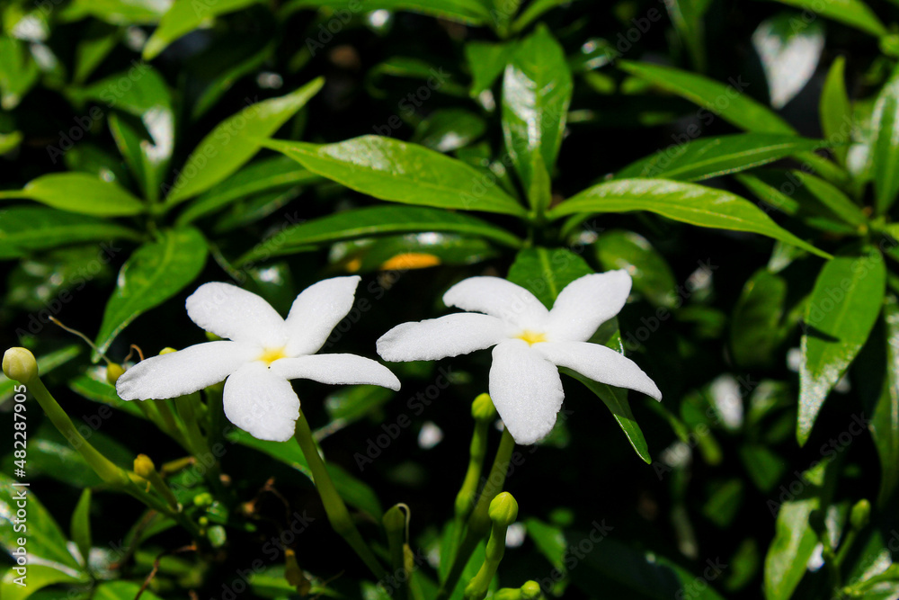 The jasmine flower is snapped with macro photography in the middle of the campus The jasmine flower is snapped with macro photography in the middle of the campus