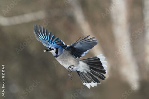 Blue Jays scrapping over food on feeder or perching on branch in groups of one two five birds on winter afternoon © Janet