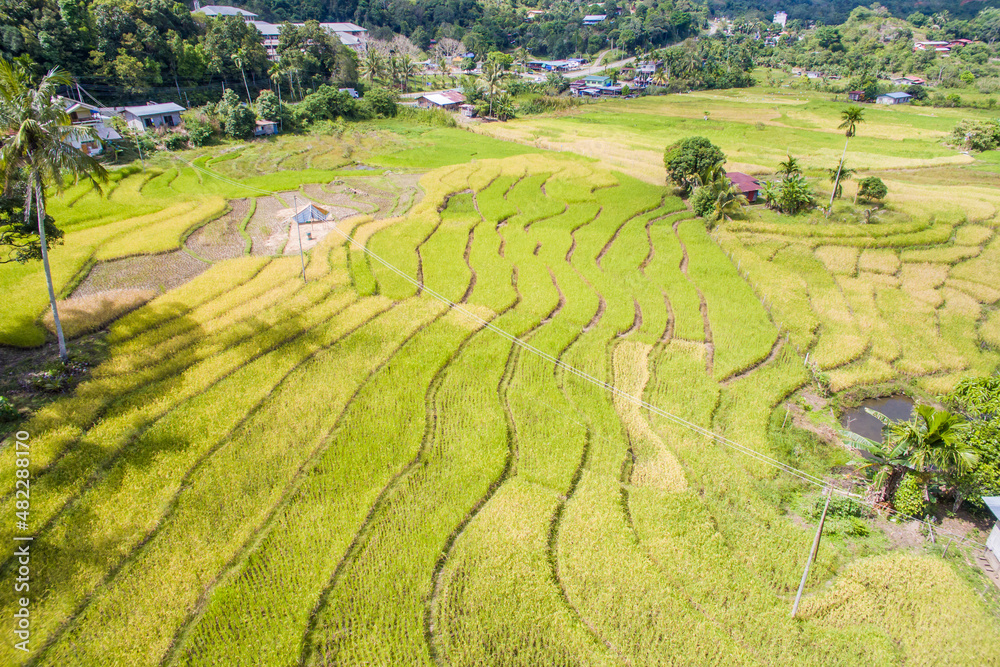 Aerial view of paddy terrace at Ranau, Sabah.