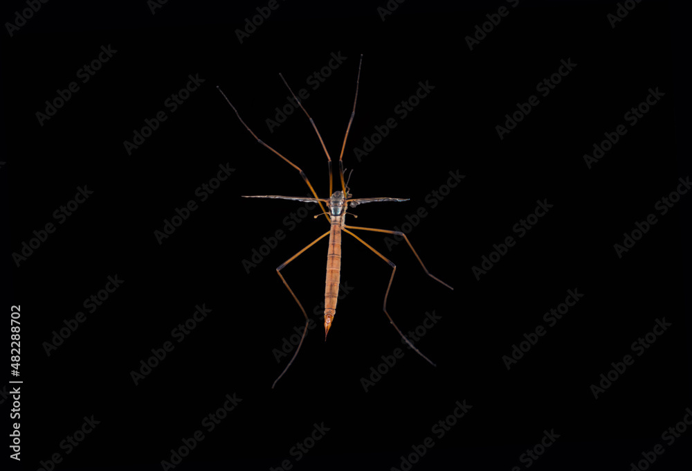 Daddy Longlegs, female, with translucent wings - from the cranefly family Daddy Longlegs, female, with translucent wings - from the cranefly family