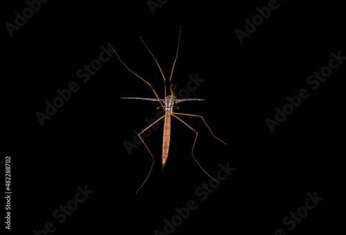 Daddy Longlegs, female, with translucent wings - from the cranefly family
