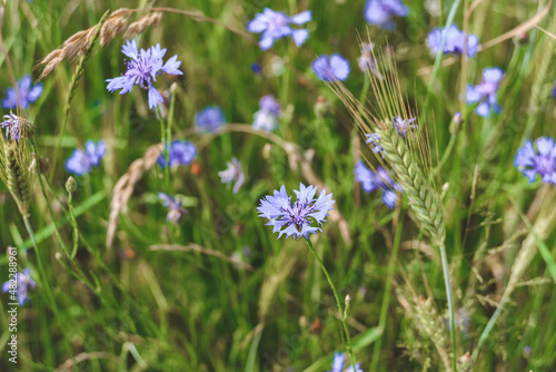 Close-up, field flowers cornflowers. against the backdrop of nature.
