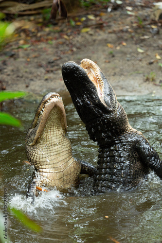 two crocodiles jumping out of the water hunting attempting to catch meat