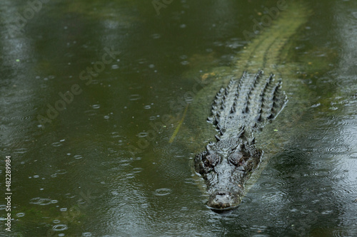 a large crocodile floating in water with the head and the back scales visable in dark water