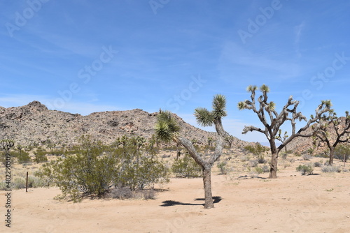 Desert landscape with Joshua trees