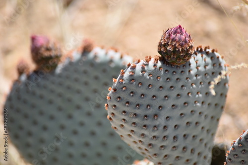 Pink flowering cactus in the desert