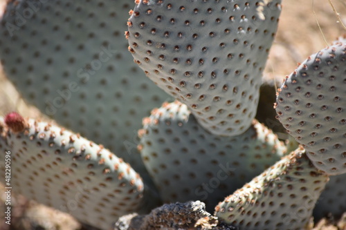 Flowering cactus in the desert