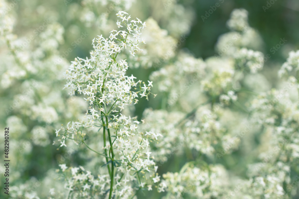 White tender bedstraw flowers in a summer meadow, selective focus White tender bedstraw flowers in a summer meadow, selective focus