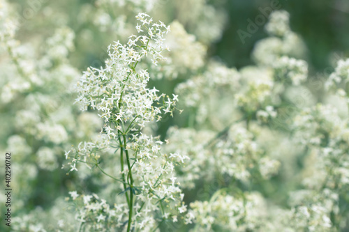 White tender bedstraw flowers in a summer meadow, selective focus