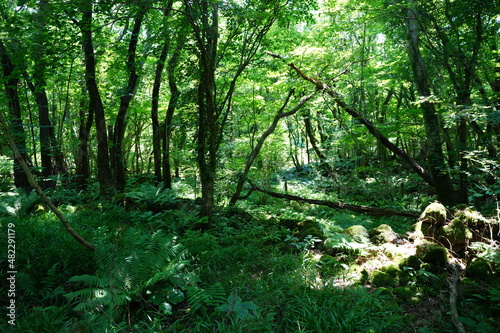 Fototapeta Naklejka Na Ścianę i Meble -  a refreshing spring forest in the sunlight