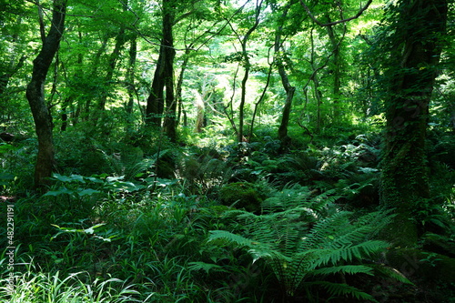 a lively spring forest with fern and mossy rocks