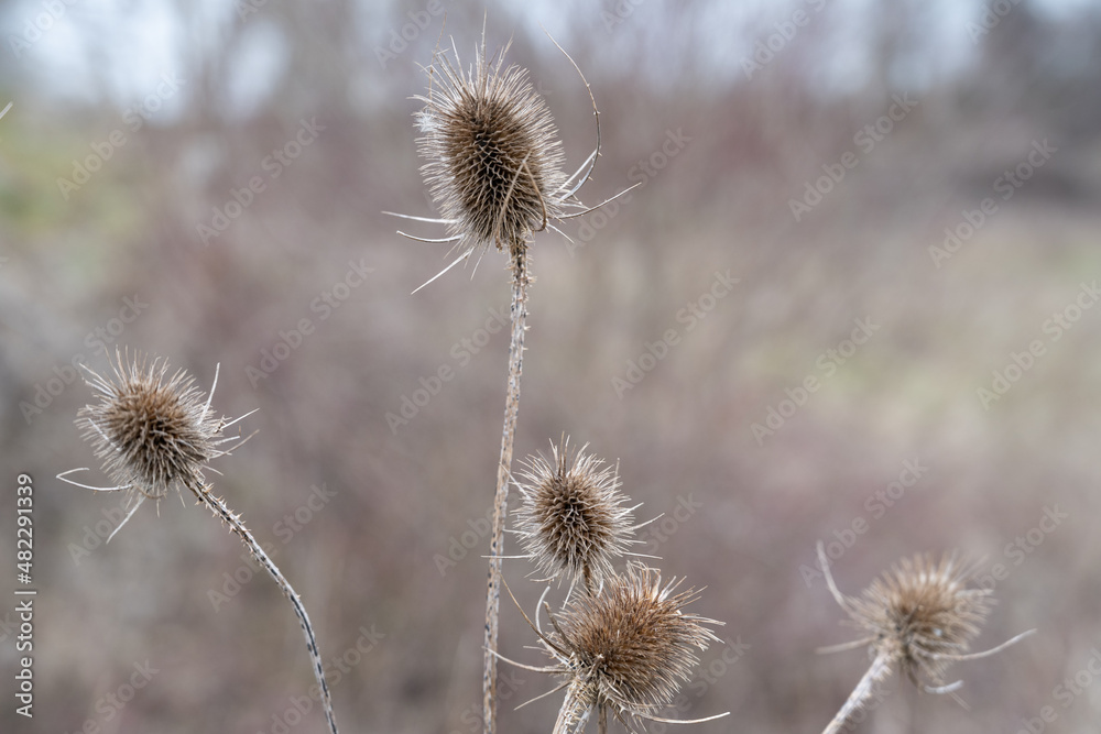 Chardons d'hiver