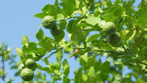 Bergamot and kaffir lime flowers on the bergamot tree, Bergamot medicinal plants with many benefits.