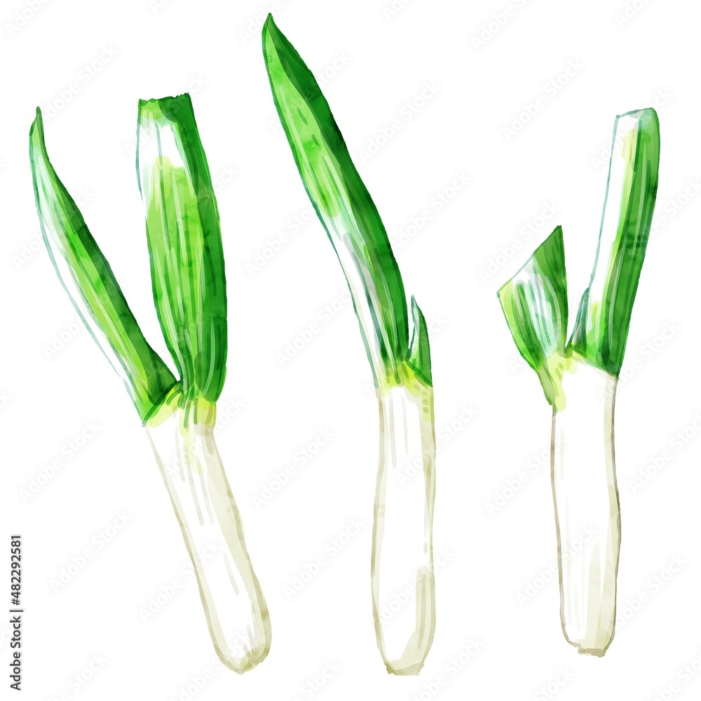 手描き水彩の下仁田ネギイラストセット Stock Illustration Adobe Stock