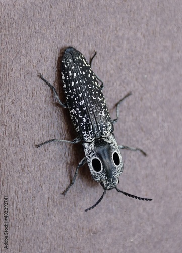 Closeup of the black and white Eyed Click Beetle photo