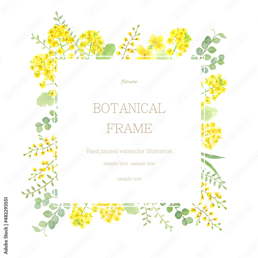 菜の花と黄色い花のフレーム 水彩イラスト Stock Vector Adobe Stock