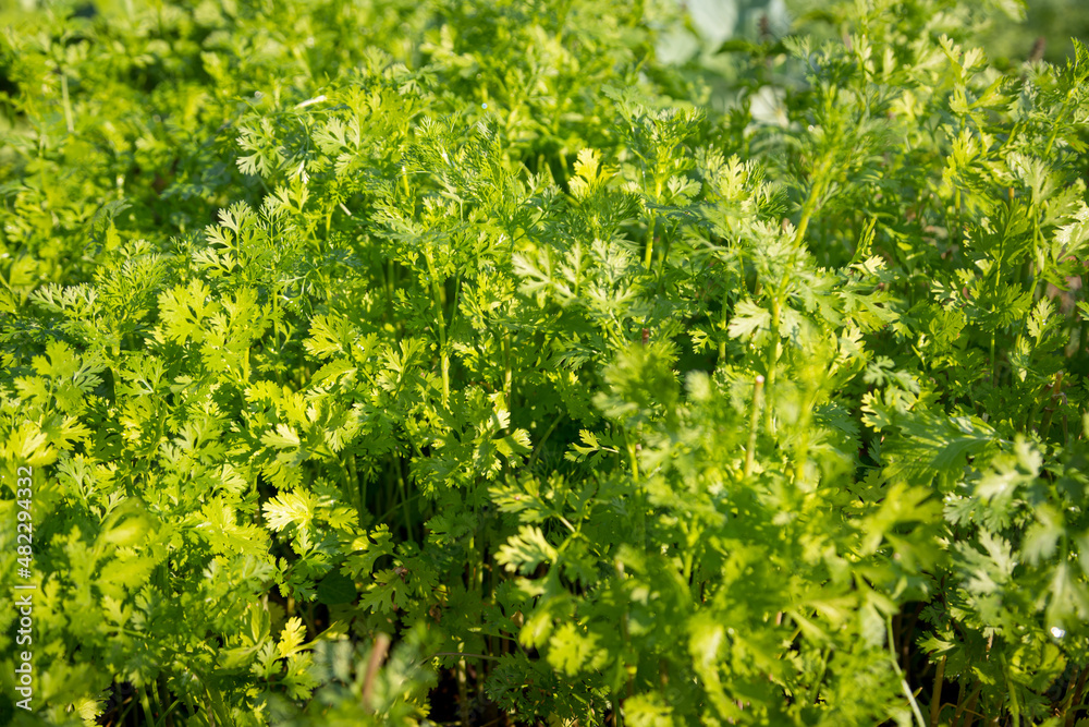 Fresh green coriander in the field and natural sunlight Fresh green coriander in the field and natural sunlight