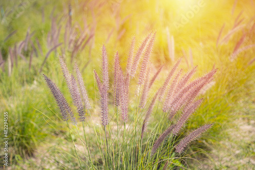 Close-up of the fountain grass (Pennisetum setaceum) in the middle of a beautiful